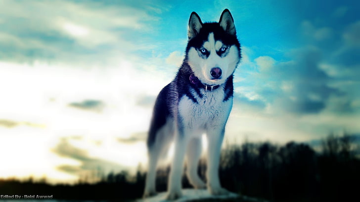 adult white and black Syberian husky, dog, Siberian Husky, animals, HD wallpaper