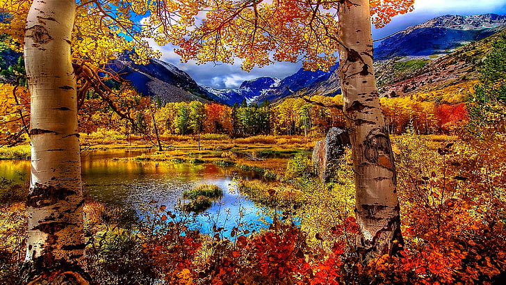birch, autumn, lake, mountain, birch tree, leaves, water, mountain lake, HD wallpaper
