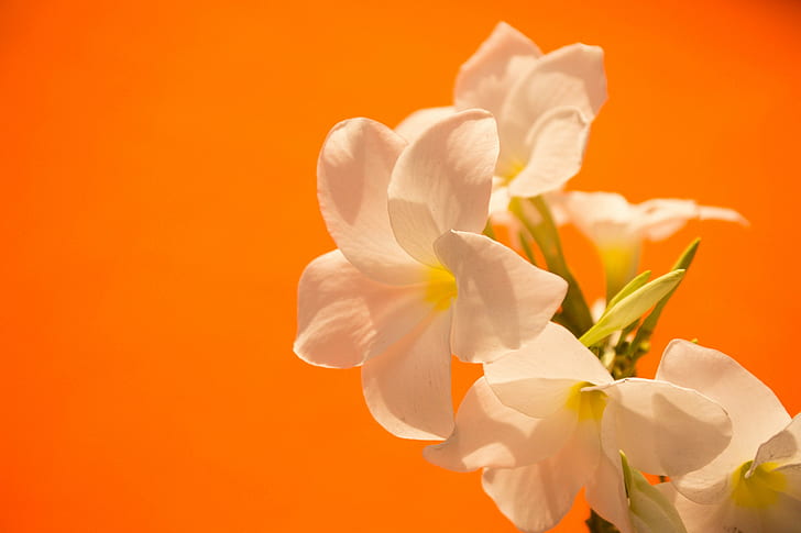 flowers, white, orange, colorful, photography, nature, HD wallpaper