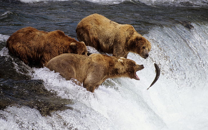Three bears fishing fish