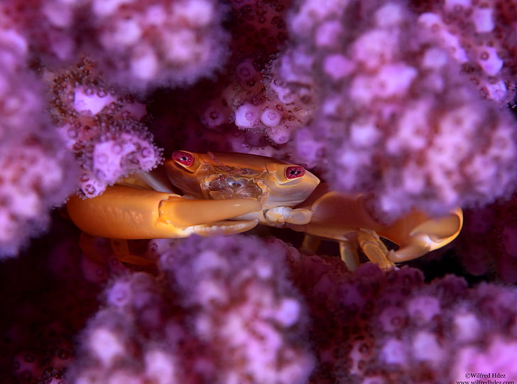 Coral Guard Crab, Red Sea, Animals, Underwater, Photography, Macro, HD wallpaper