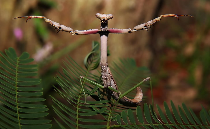 The World Is Mine, brown praying mantis, Animals, Insects, Funny, HD wallpaper