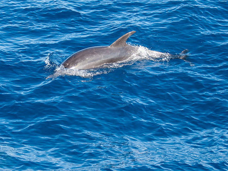 photo of gray dolphin on water, Wild, Gran Canaria, Spain, blue, HD wallpaper