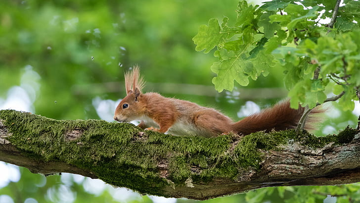 wild life photo of brown squirrel crawling on tree, red squirrel, red squirrel