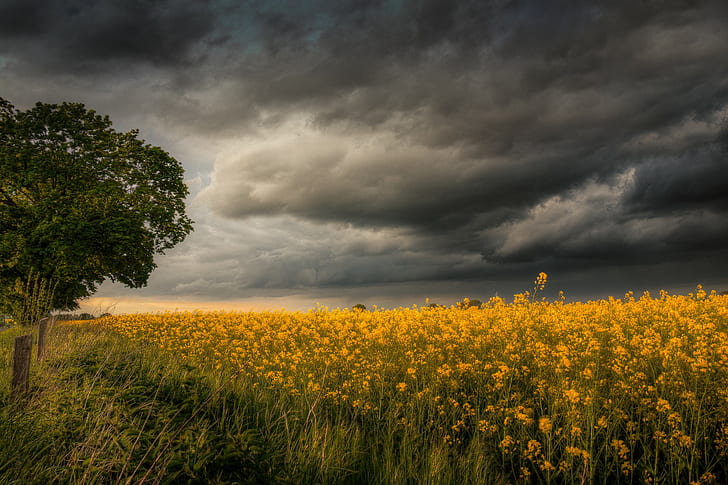 Field storm, flower field, weather, Nature, flowers, yellow, HD wallpaper