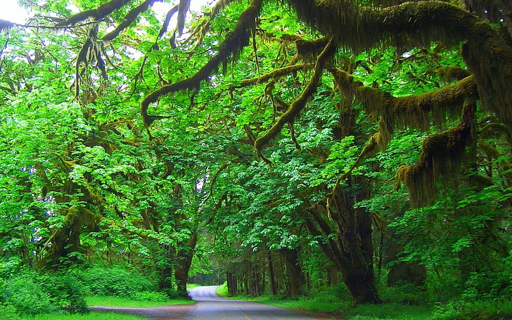 green leafed trees, moss, road, landscape, plant, beauty in nature