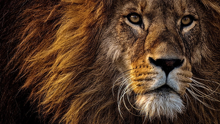 Lion face 1080P, 2K, 4K, 5K HD wallpapers free download | Wallpaper Flare