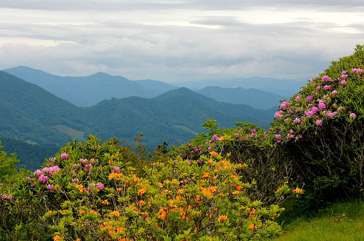 Scenery Mountains Usa Rhododendrons North Carolina Nature Flowers Landscapes Wide Resolution, pink-orange clustered flowers, HD wallpaper