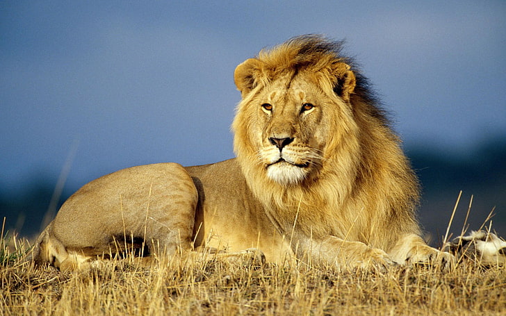 lion, animals, big cats, wildlife, Africa, feline, lion - feline, HD wallpaper