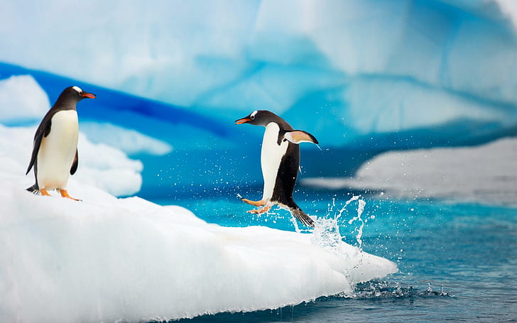 Gentoo Penguins Antarctica, two penguins, animals and birds, HD wallpaper