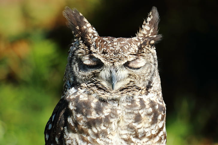 tilted photo of  Eagle Owl, Fast, sleep, Bird  Bird, Bird of Prey, HD wallpaper