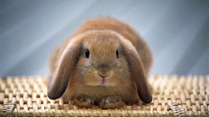 HD wallpaper: Cute Bunny, Brown, Lovely, Long Ear, brown rabbit | Wallpaper  Flare
