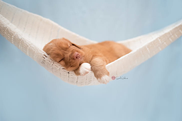 puppies, sleeping, hammocks, dog, animals