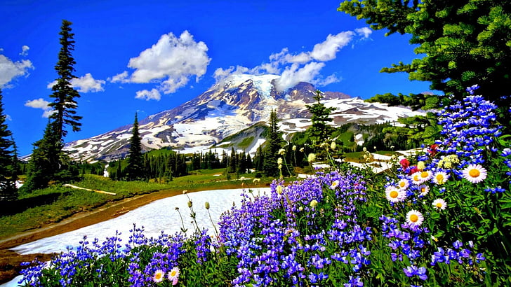 spring, flower, flowery, flowers, sky, mountains, HD wallpaper