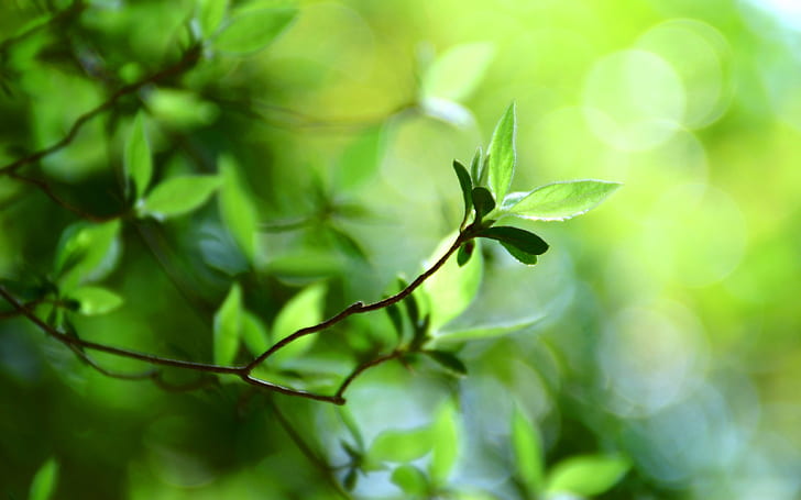 Bokeh green leaves spring, HD wallpaper