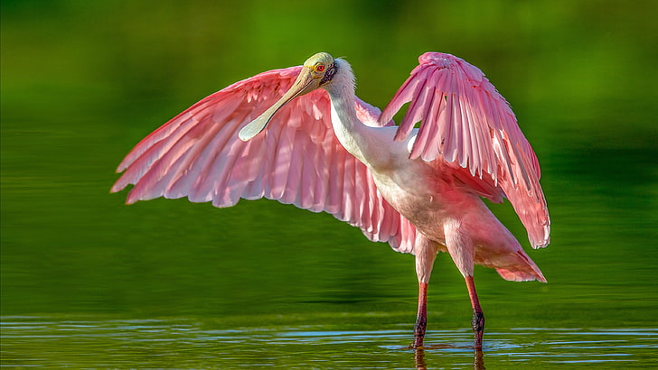 Roseate Spoonbill Platalea Ajaya Fallow Family Threskiornithidae Spread On Wings Hd Wallpaper For Pc Tablet And Mobile Phone 3840×2160