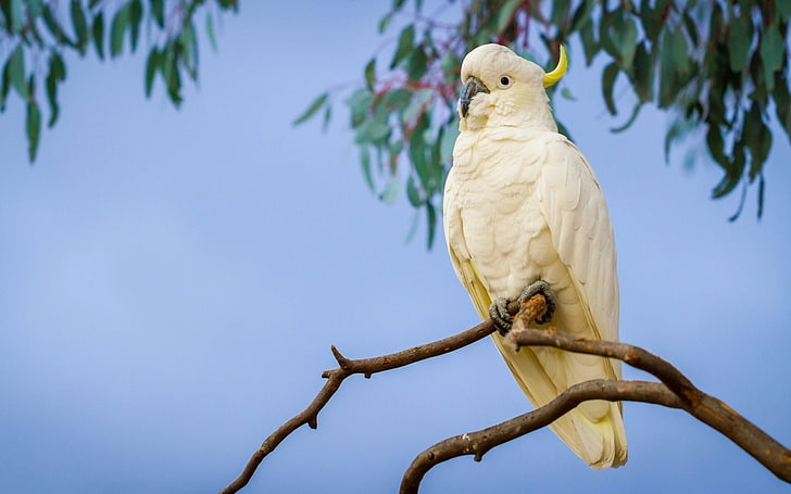 animals, birds, cockatoo, parrot, Sulphur-crested cockatoo