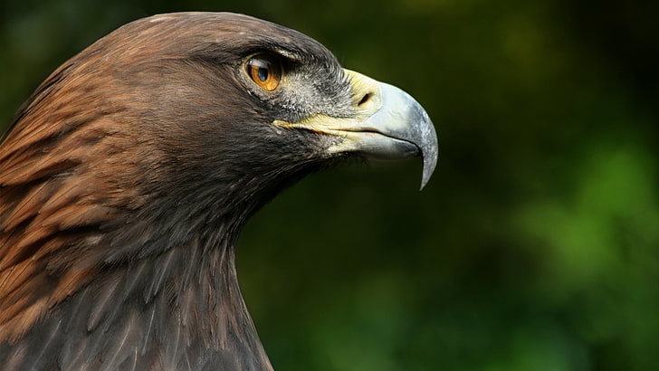 brown falcon, macro, bird, head, beak, hawk, animal themes, vertebrate, HD wallpaper