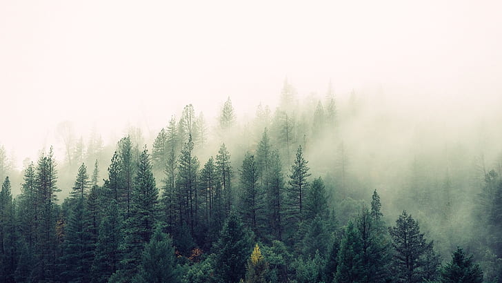 hillside, forest, mountainside, foggy, pine forest, fir forest, HD wallpaper