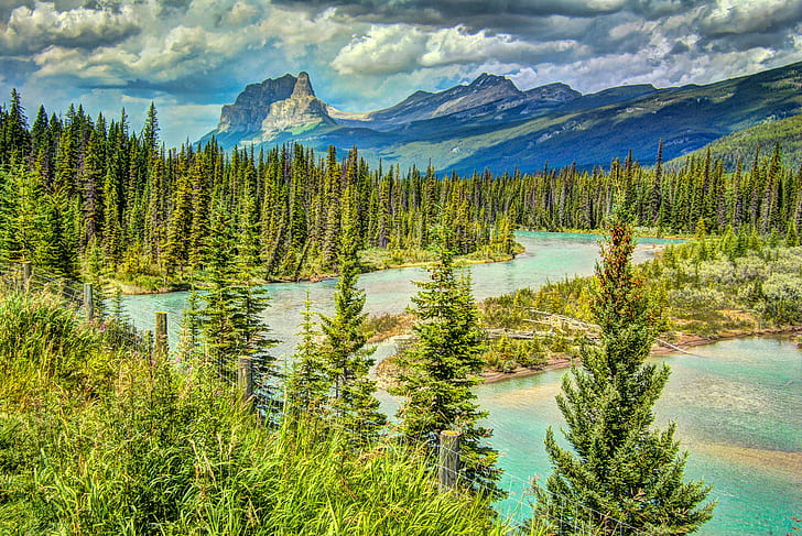 green pine tree lot, bow river, rocky mountains, bow river, rocky mountains, HD wallpaper