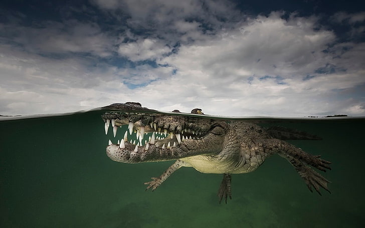 gray crocodile, animals, underwater, reptiles, crocodiles, cloud - sky, HD wallpaper