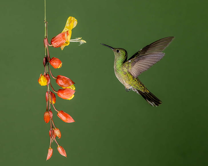 green and black Hummingbird in flight towards yellow and red flower, hummingbird