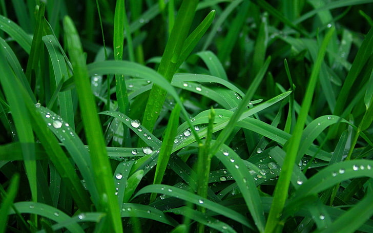 grass, nature, water drops, plants, green color, full frame