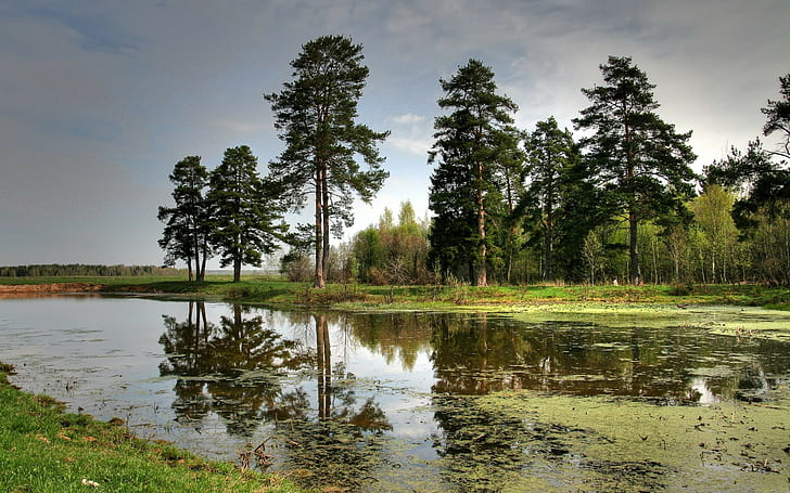 nature, landscape, trees, water, reflection