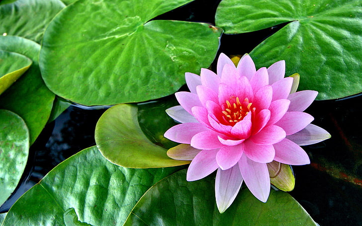 Lotus Pink Flower Green Leaves Pond Lotus Flower Hd Wallpaper 2880×1800