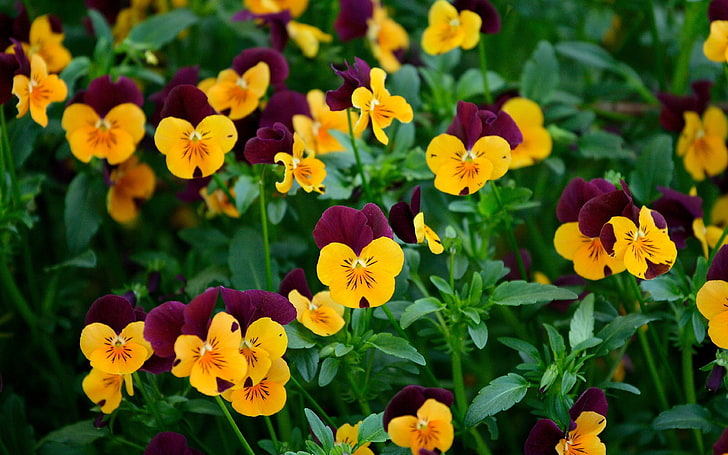 Yellow And Maroon Pansy Flowers Wallpaper For Pc Tablet And Mobile 3840×2400