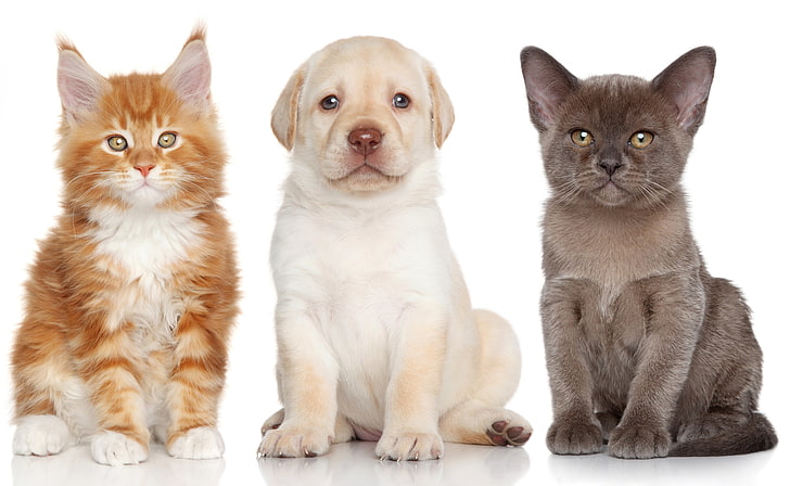 two cats and one puppy, dog, kittens, Labrador Retriever, The Burmese