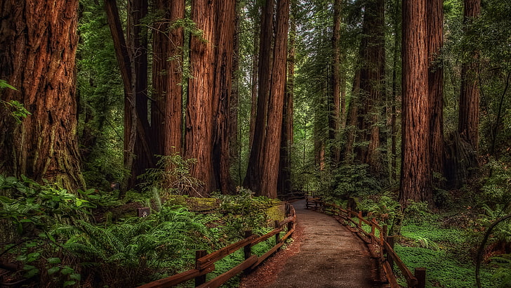 woodland, redwoods, national park, forest path, mill valley