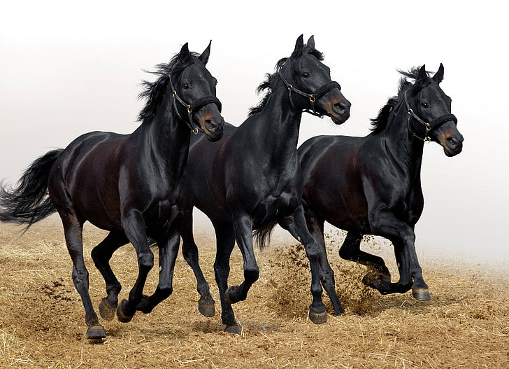 three black horses, stallions, movement, animal, thoroughbred Horse