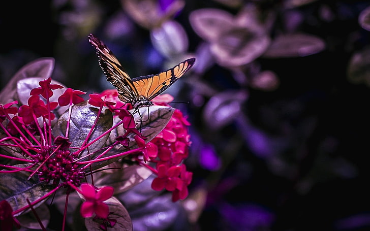 pink and purple petaled flower, flowers, nature, butterfly, insect, HD wallpaper