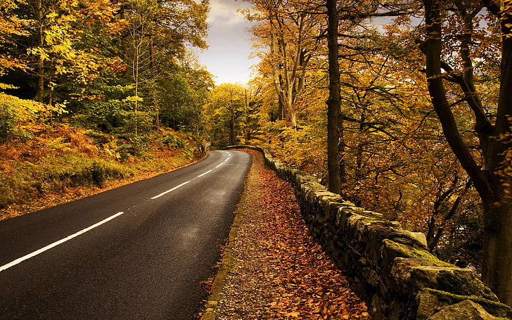 nature, road, trees, forest, plant, autumn, the way forward, HD wallpaper