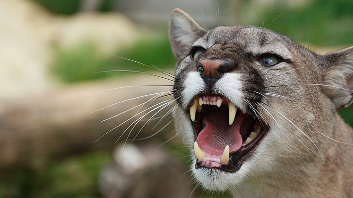 Awesome, Mountain Lion, Angry, Mouth, Aggressive, HD wallpaper