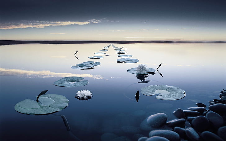 Water lilies, flowers, evening, quiet lake, HD wallpaper