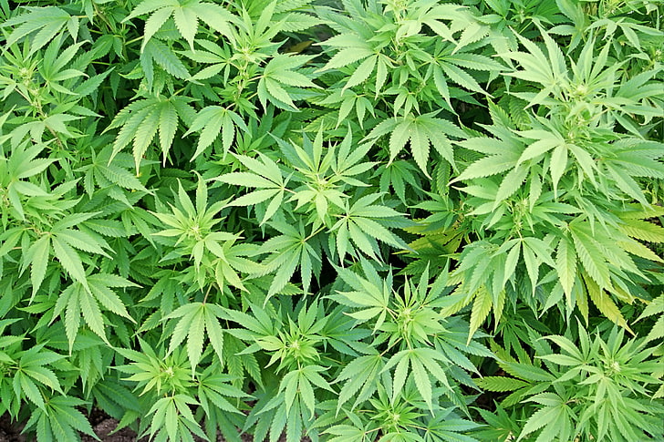 marijuana plant, leaves, macro, hemp, leaf, nature, green Color, HD wallpaper