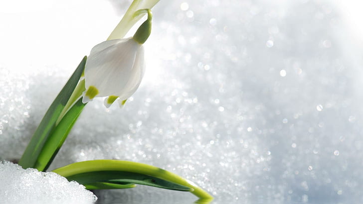 Snowdrop In Snow, flower, spring, nature and landscapes, HD wallpaper