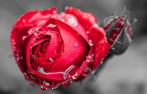 HD wallpaper: selective focus photography of red rose, flower, water, drops  | Wallpaper Flare