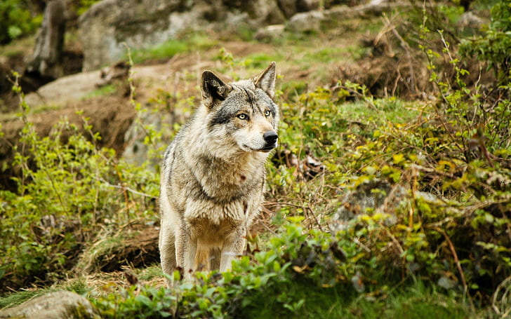lobo-animales-naturaleza, HD wallpaper