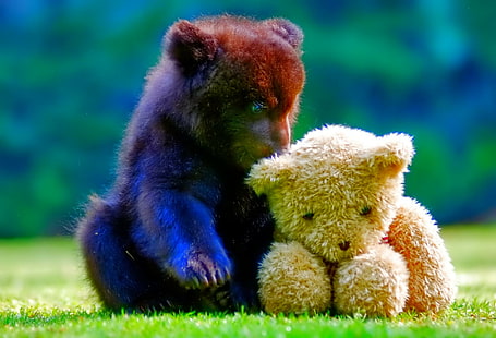 bear and teddy bear