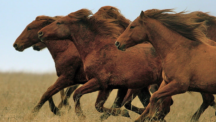three brown horses, animals, mammals, wildlife, animal themes