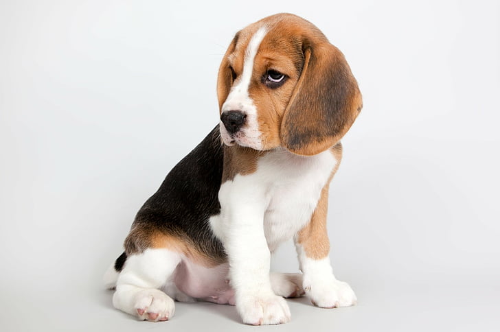 Dogs, Beagle, Baby Animal, Cute, Pet, Puppy, domestic, pets, HD wallpaper