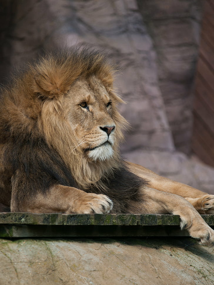 brown lion during day time, Colchester Zoo, animal, captivity, HD wallpaper