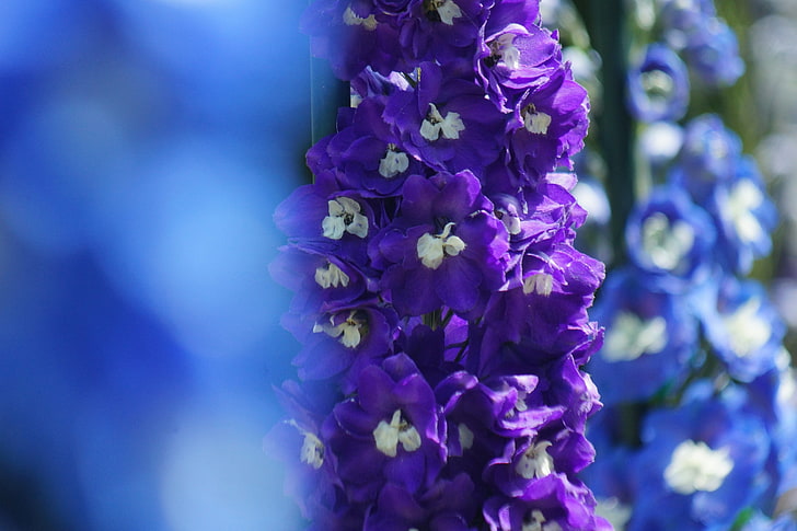 purple petaled flowers, delphinium, focus, macro, nature, plant