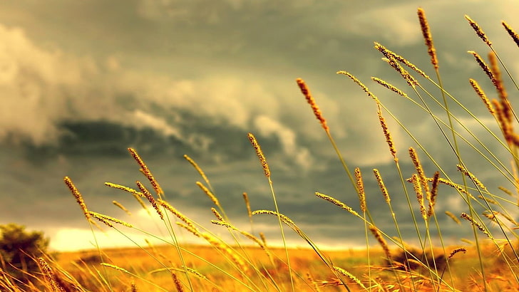 brown grass, wheat field with clouds background, nature, plants, HD wallpaper