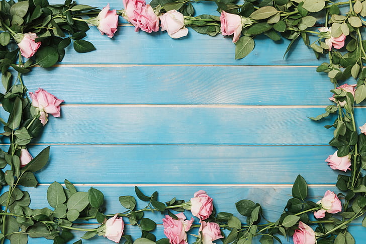 roses, colorful, summer, pink, wood, blue, flowers, background