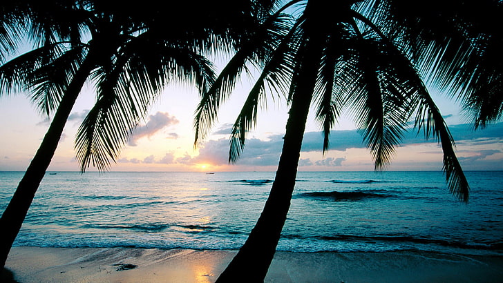 coconut trees, photography, palm trees, beach, sea, water, tropical, HD wallpaper