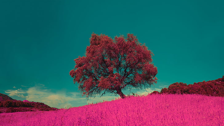 Pink flowers, meadow, beauty in nature, plant, tranquility, tranquil scene, HD wallpaper